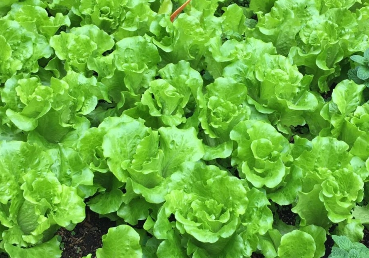 生菜長得像玫瑰般美麗